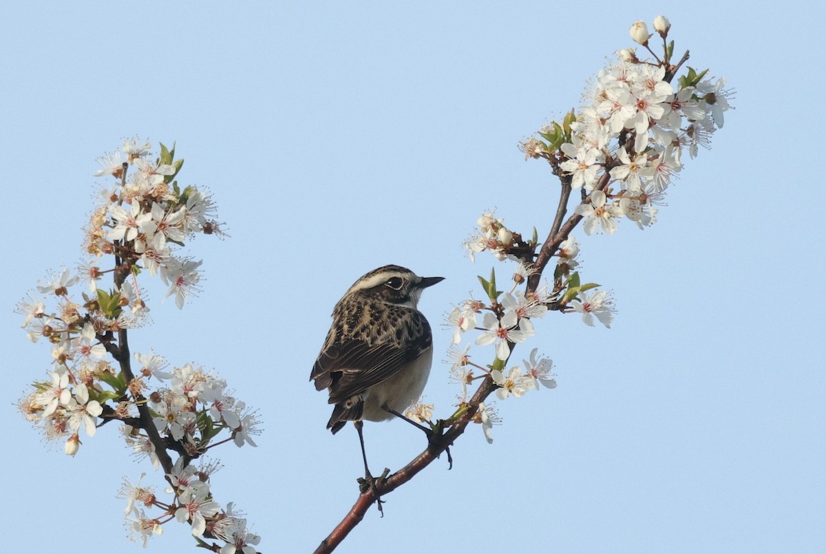 Whinchat - ML619843695
