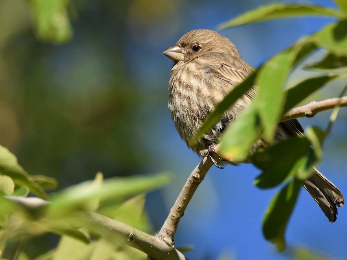 House Finch - ML619843696