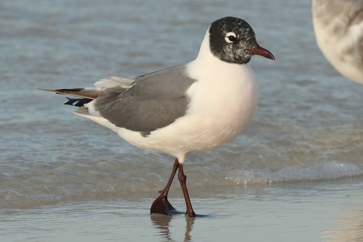 Franklin's Gull - ML619843701