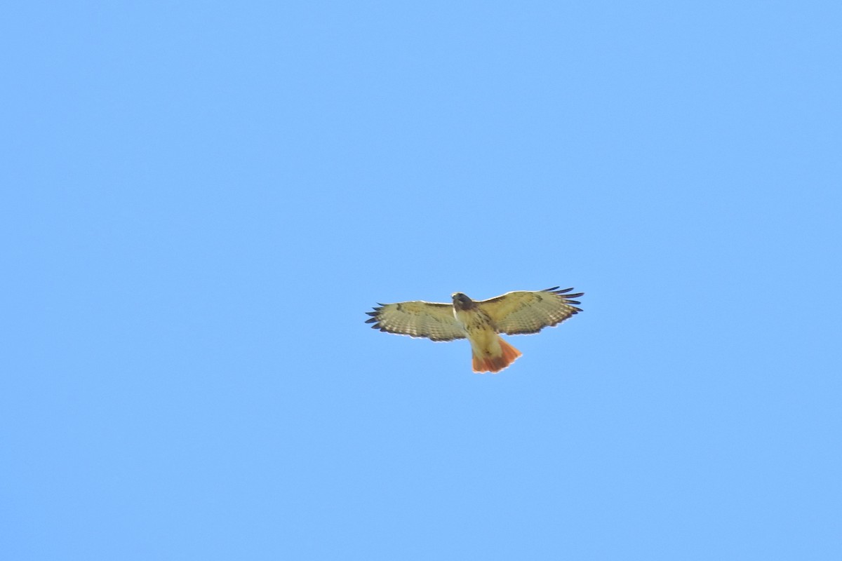 Red-tailed Hawk - ML619843715