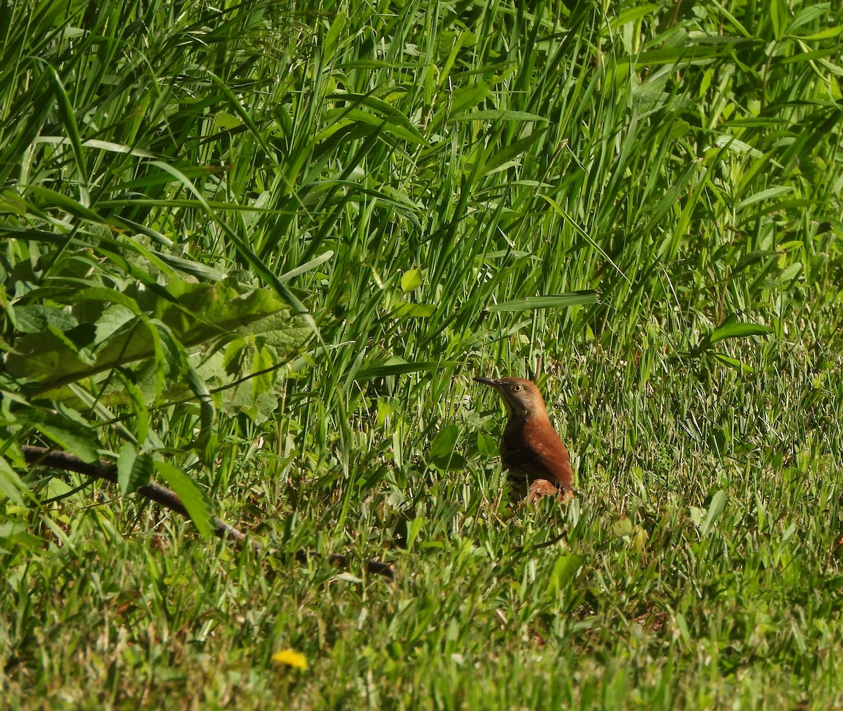 Brown Thrasher - ML619843740