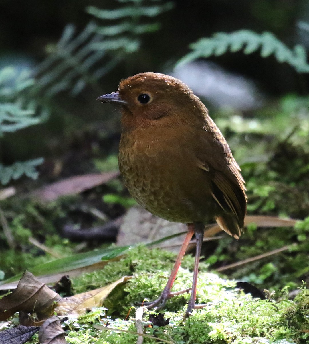 Equatorial Antpitta - ML619843752