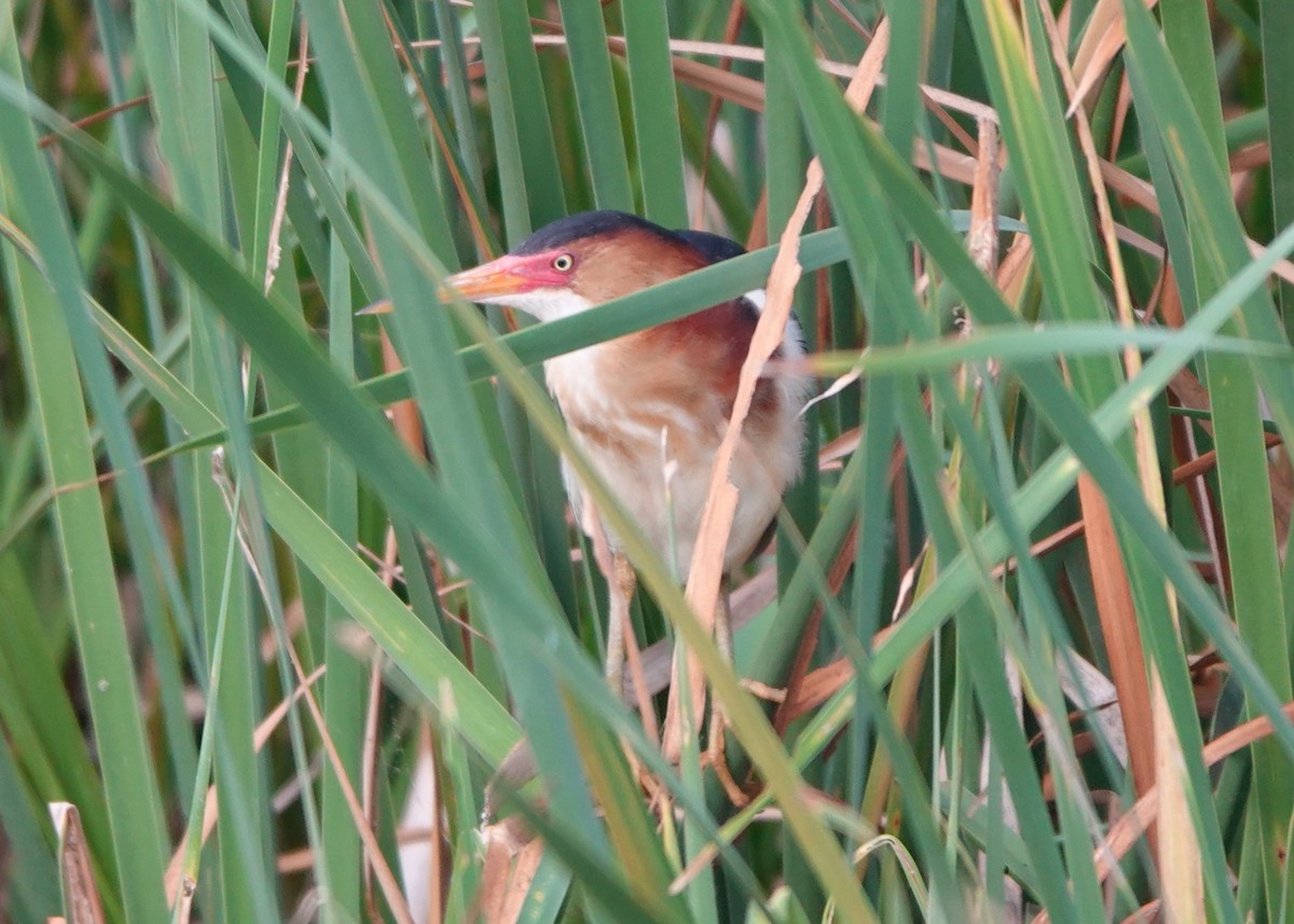 Least Bittern - ML619843761