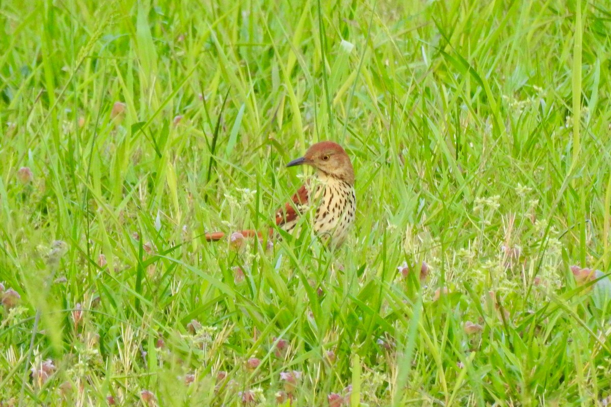 Brown Thrasher - ML619843771