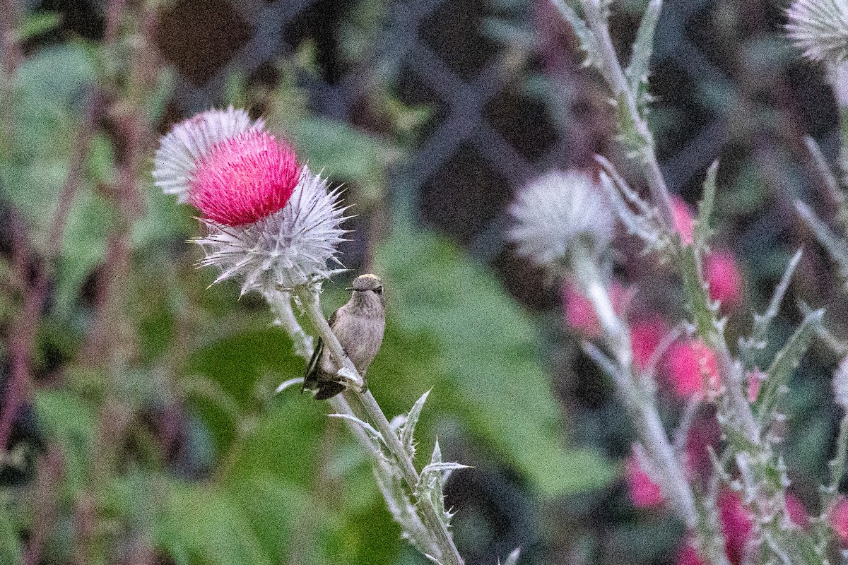 Anna's Hummingbird - ML619843803