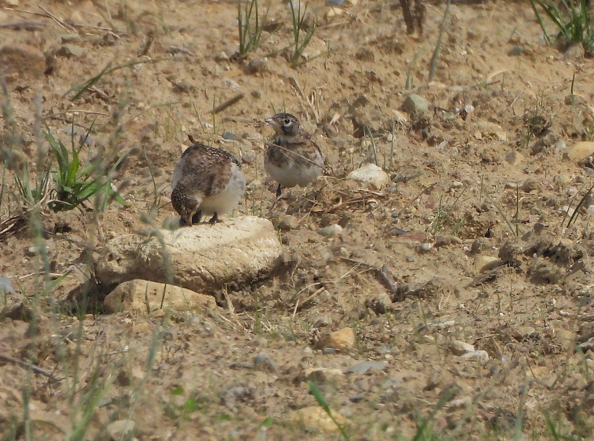 Horned Lark - ML619843844