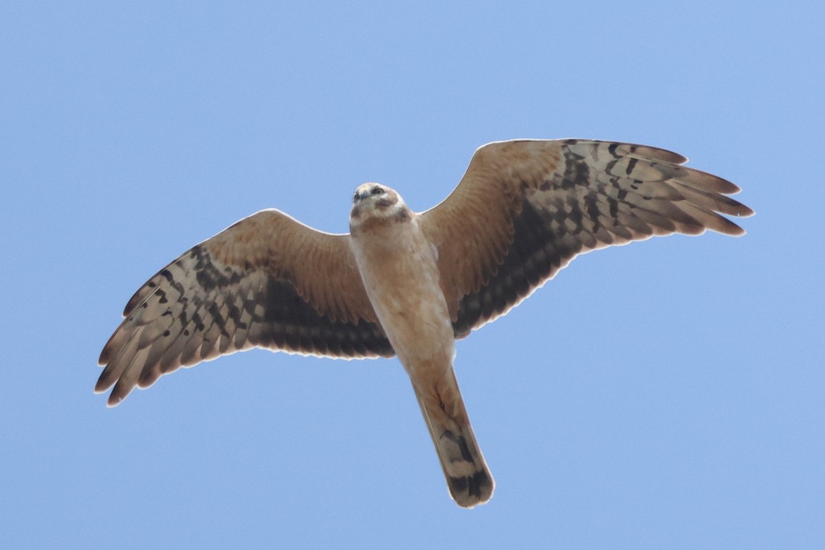 Pallid Harrier - ML619843879