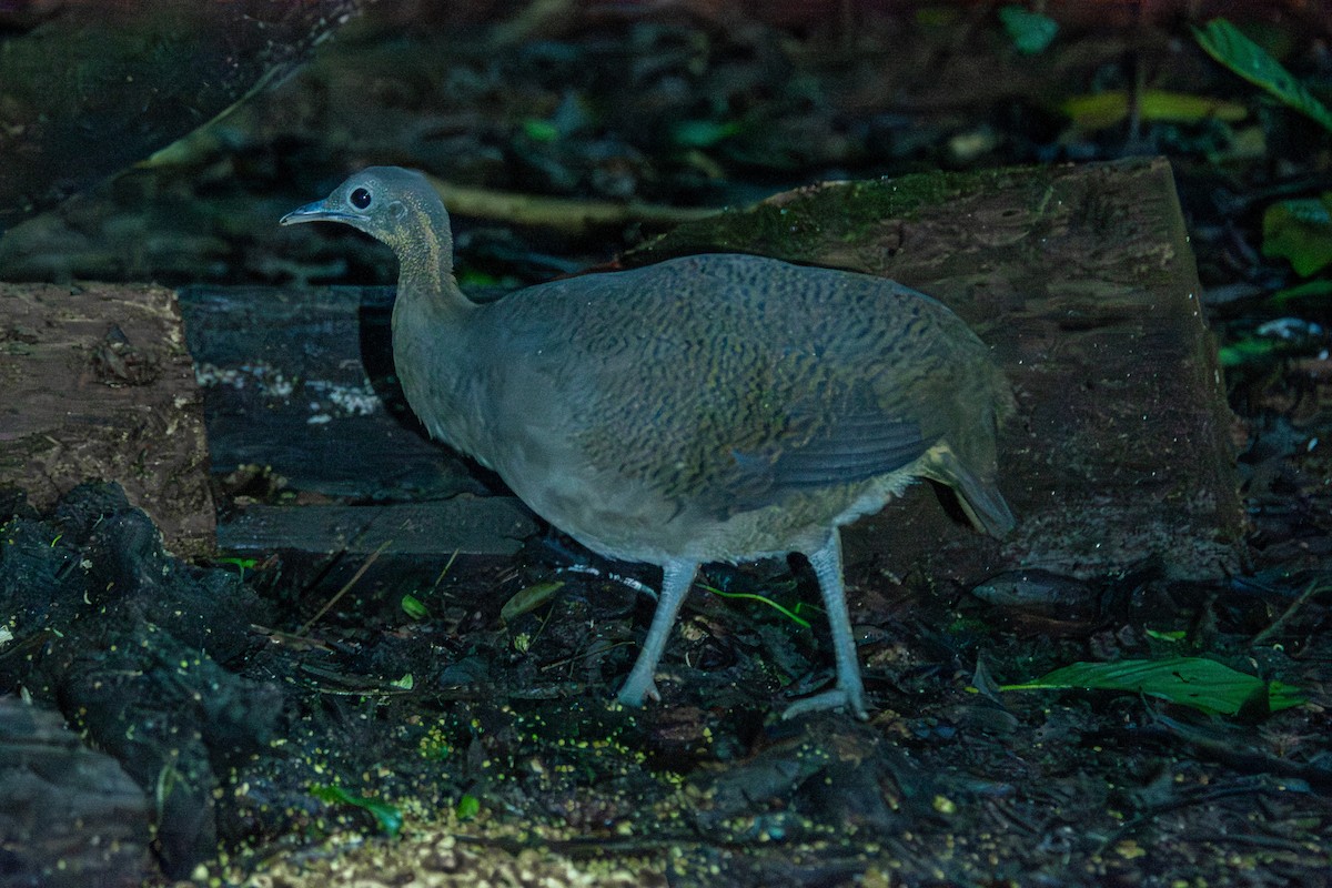 Solitary Tinamou - ML619843882