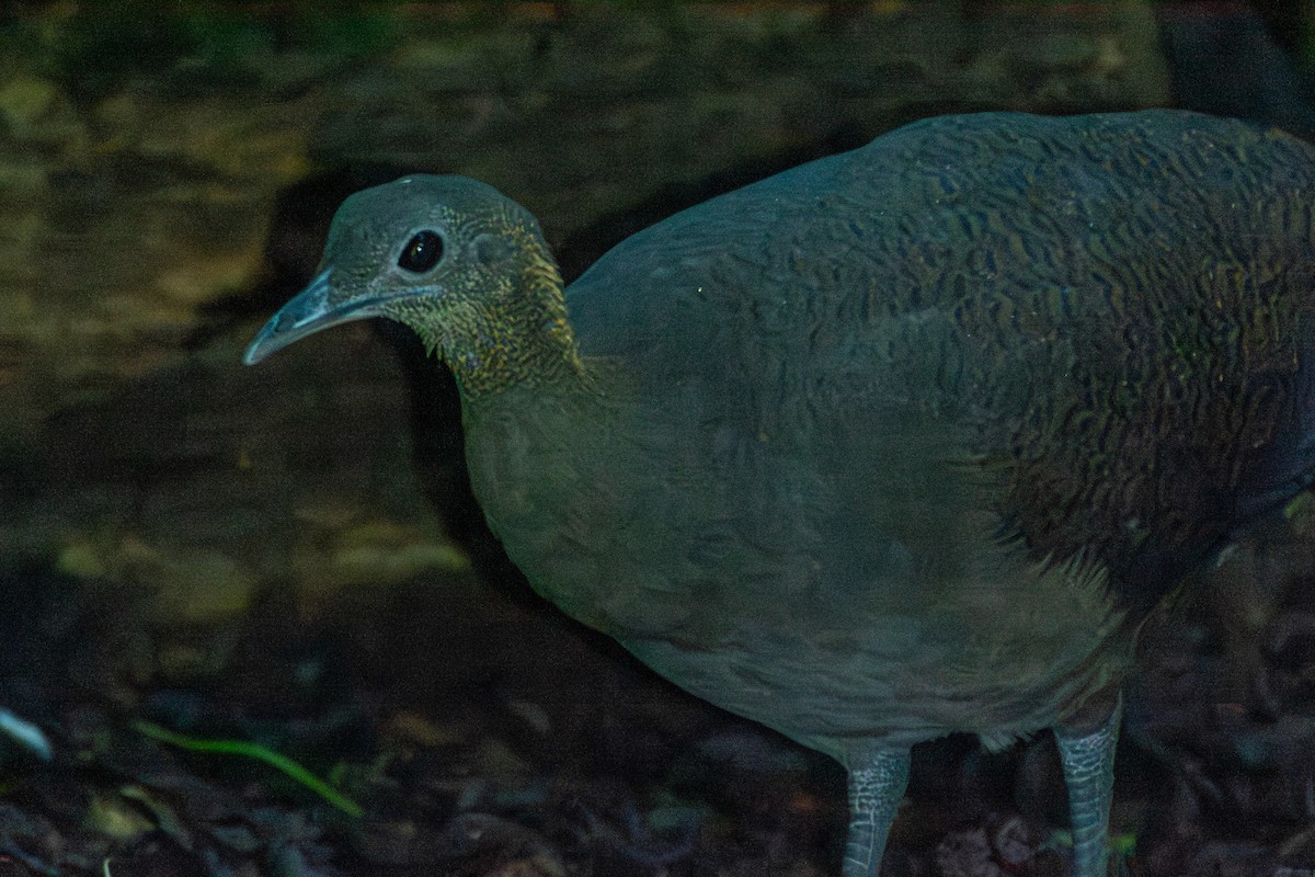 Solitary Tinamou - ML619843883