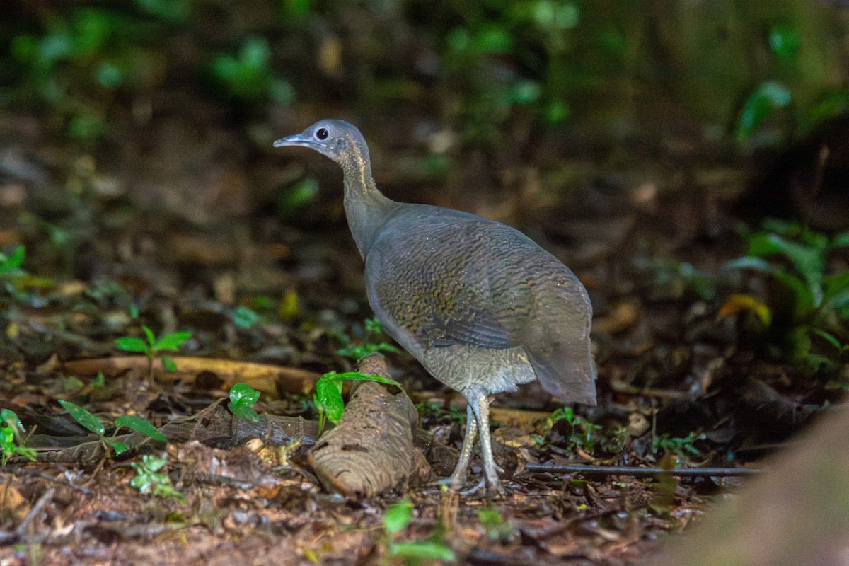 Solitary Tinamou - ML619843884