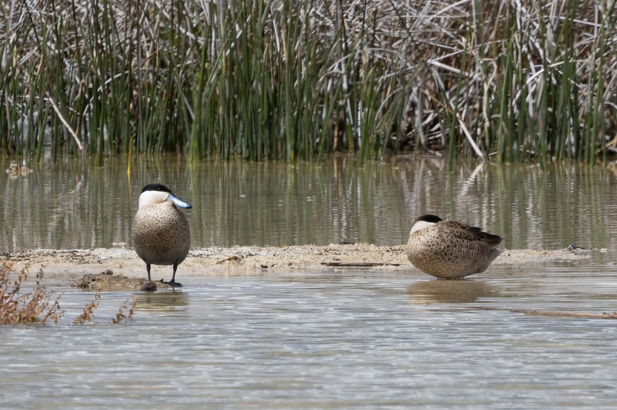 Puna Teal - ML619843887