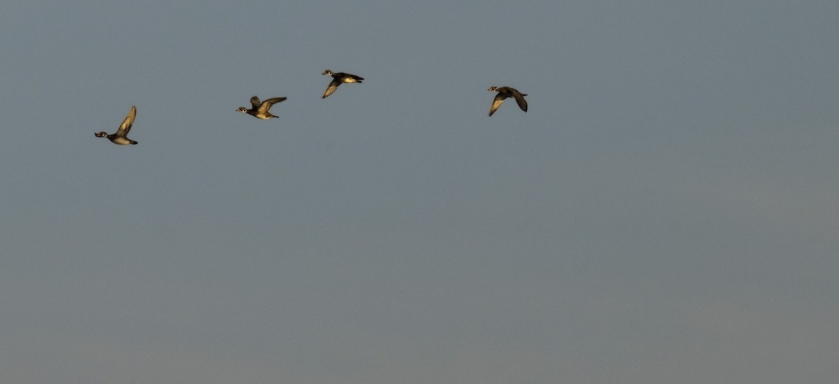 Wood Duck - ML619843894