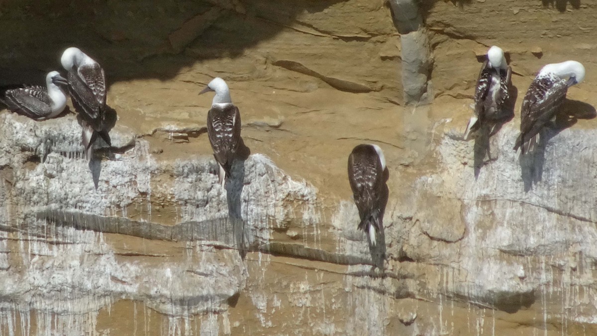 Peruvian Booby - ML619843897