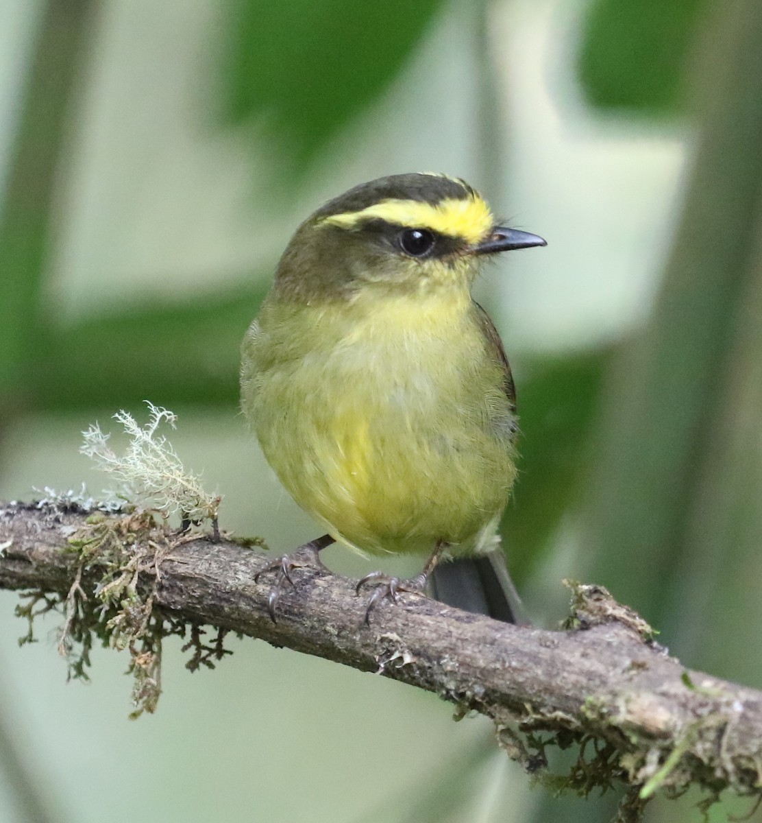 Yellow-bellied Chat-Tyrant - ML619843905