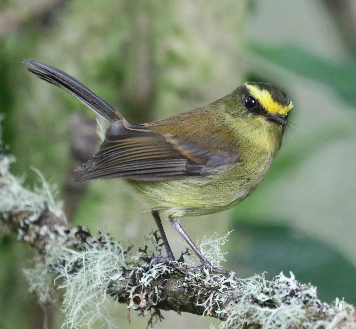 Yellow-bellied Chat-Tyrant - ML619843912