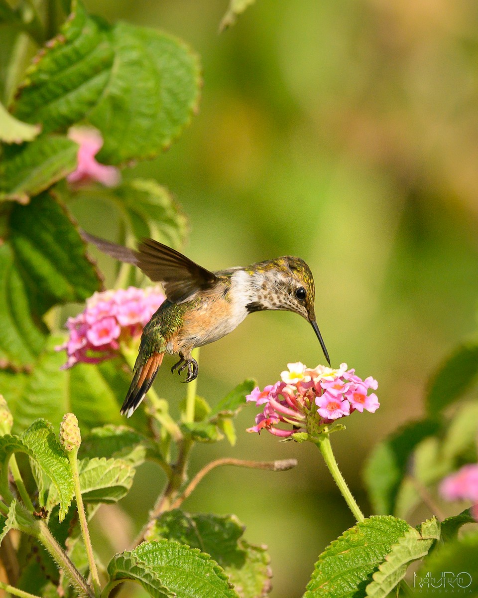 Bumblebee Hummingbird - ML619843915