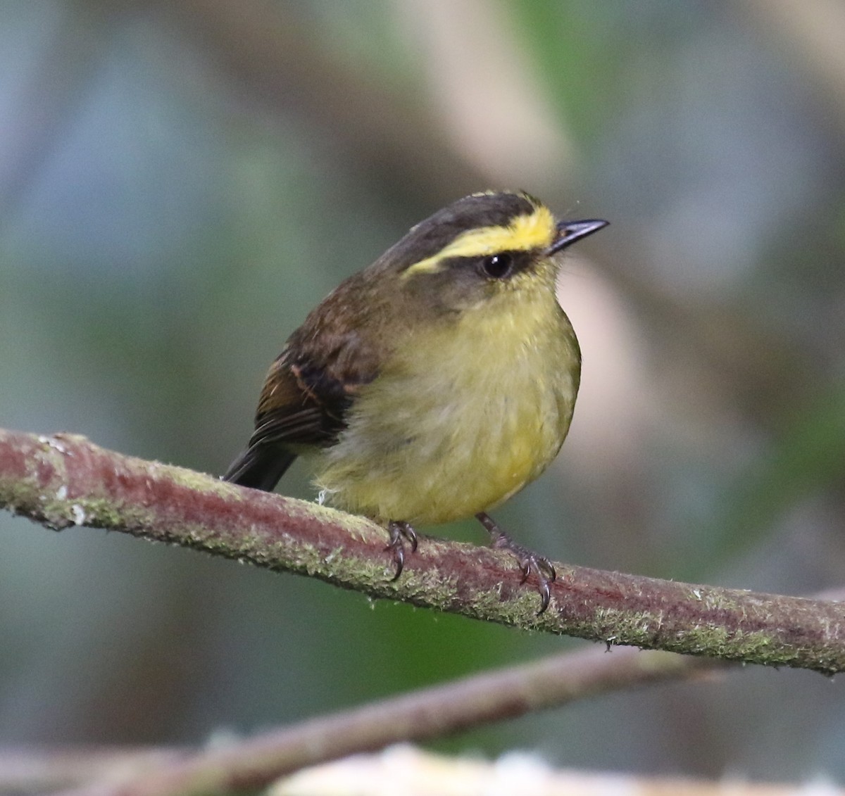 Yellow-bellied Chat-Tyrant - ML619843916