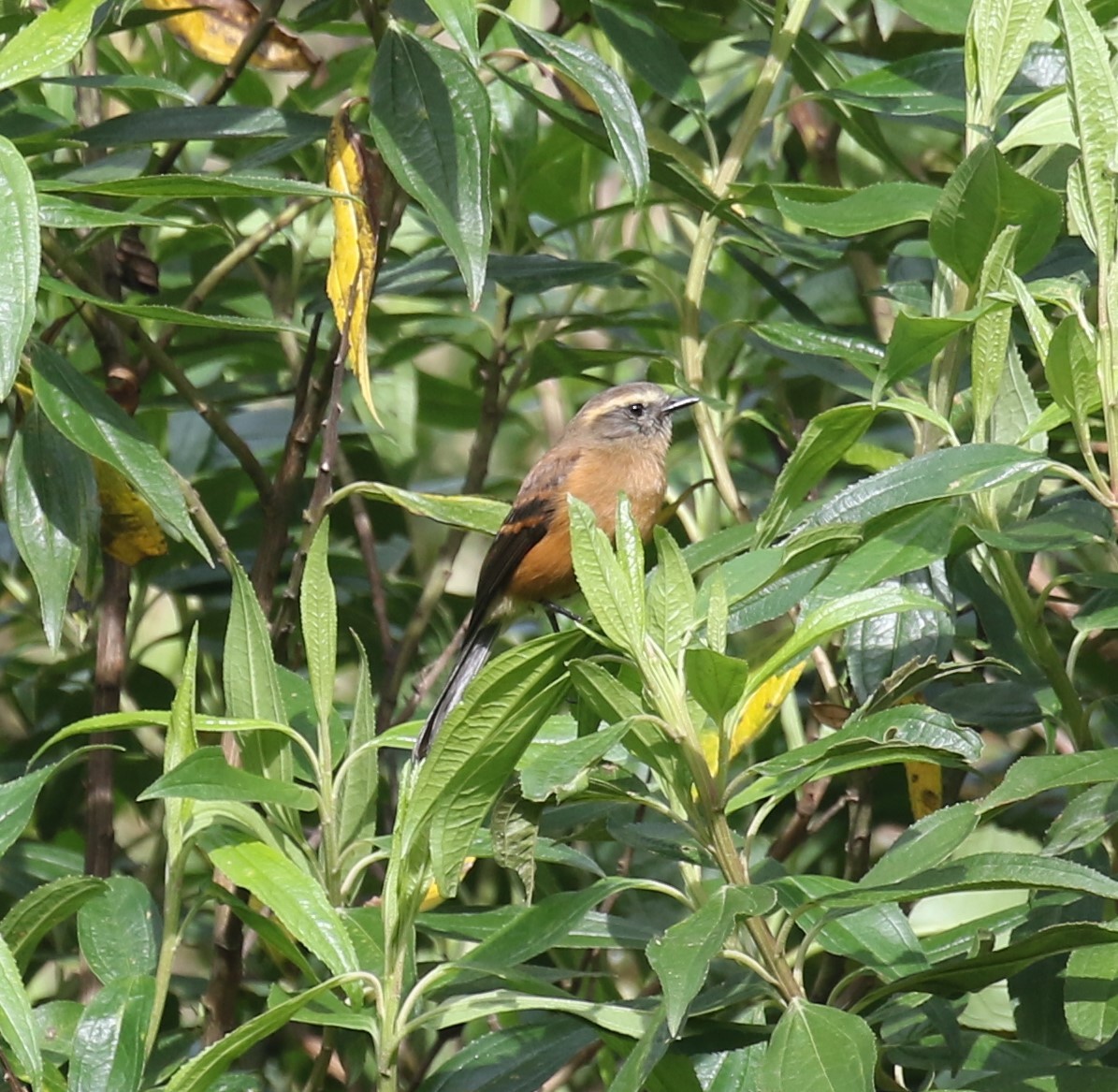Brown-backed Chat-Tyrant - ML619843947
