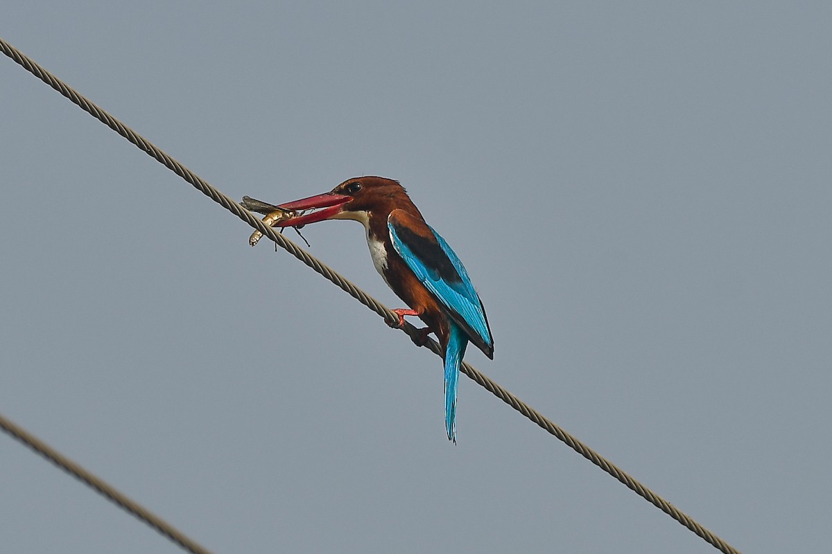 White-throated Kingfisher - ML619843948