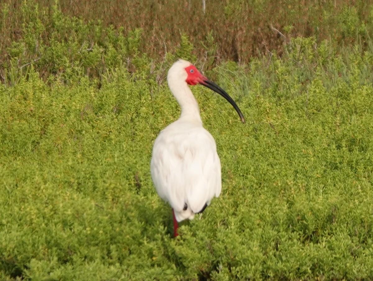 ibis bílý - ML619843955