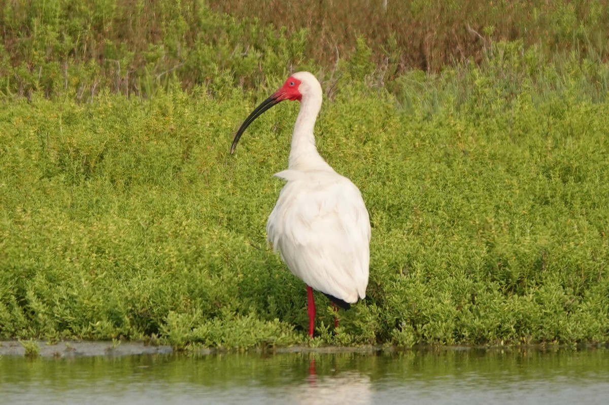 ibis bílý - ML619843956