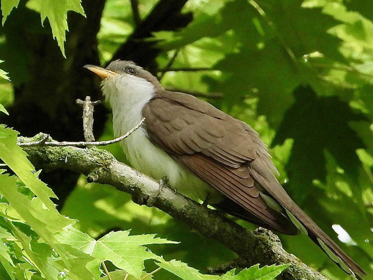 Yellow-billed Cuckoo - ML619843959