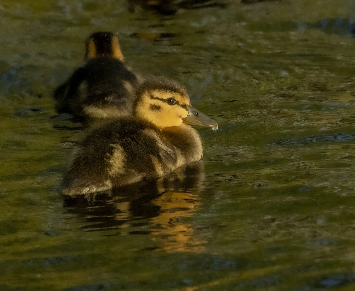 Canard colvert - ML619843977