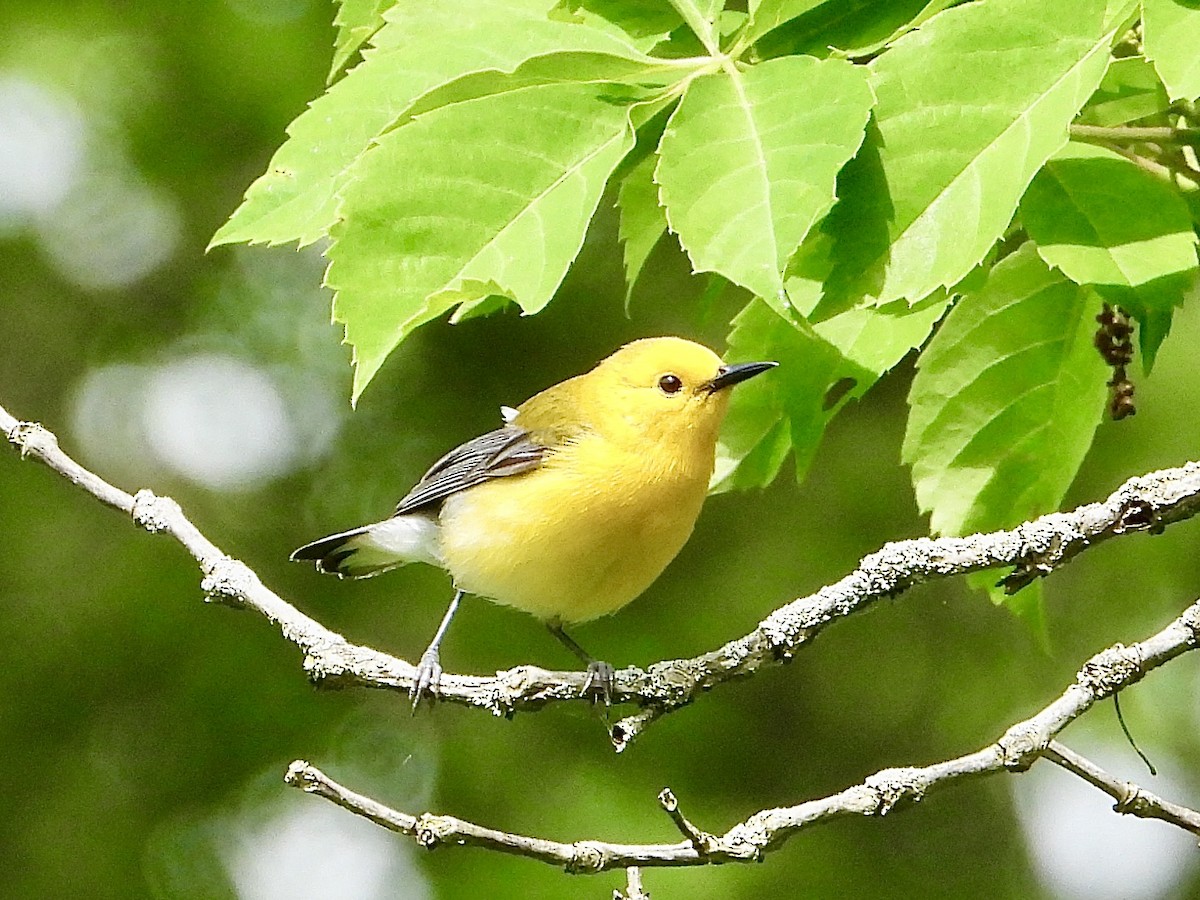 Prothonotary Warbler - ML619843980
