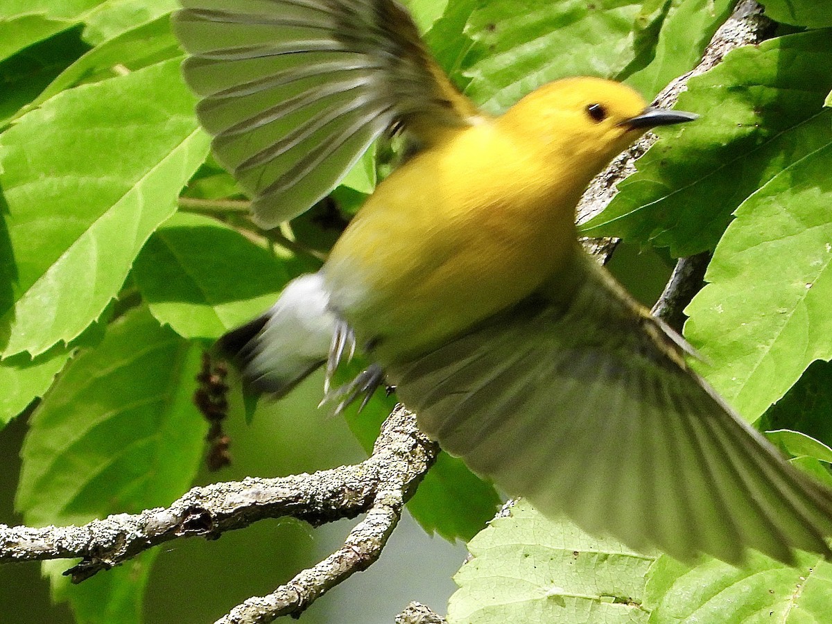 Prothonotary Warbler - ML619843981