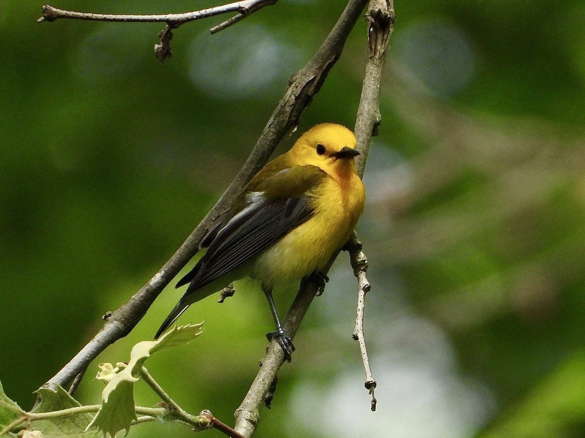 Prothonotary Warbler - ML619843982