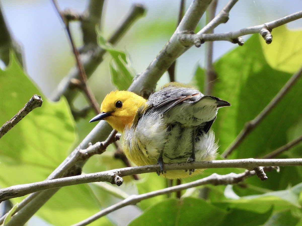 Prothonotary Warbler - ML619843983
