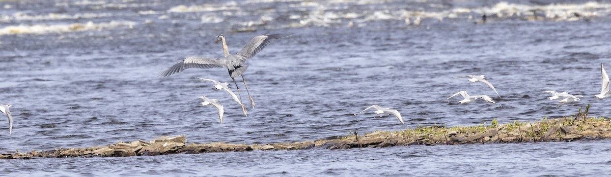 Bonaparte's Gull - ML619843984