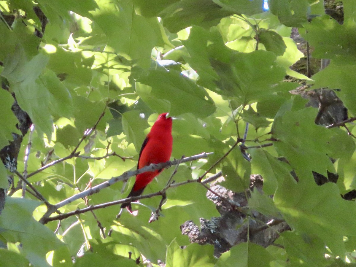Scarlet Tanager - ML619843993