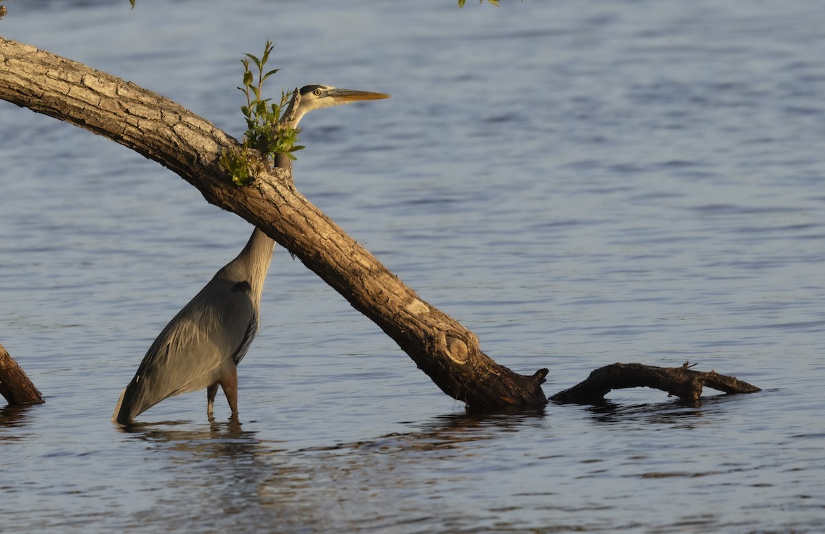 Great Blue Heron - ML619844000