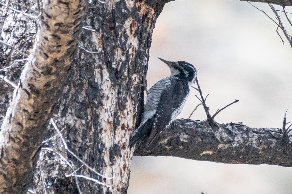 American Three-toed Woodpecker (Rocky Mts.) - ML619844008