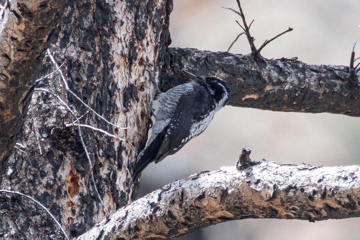 American Three-toed Woodpecker (Rocky Mts.) - ML619844009