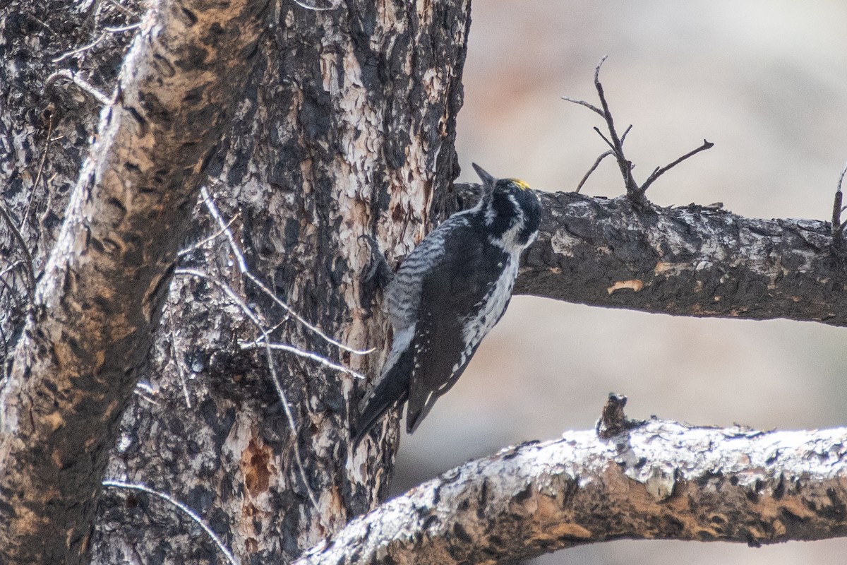 American Three-toed Woodpecker (Rocky Mts.) - ML619844010