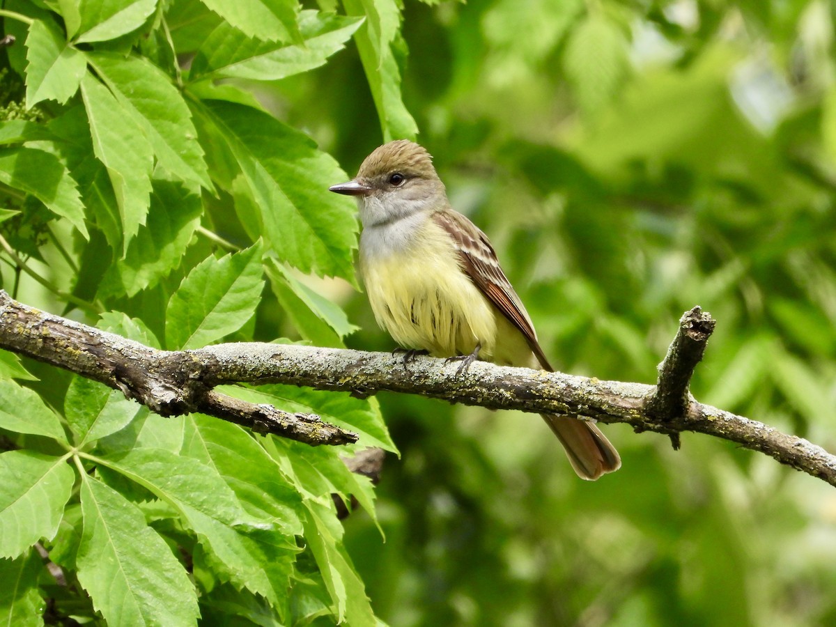 Great Crested Flycatcher - ML619844012