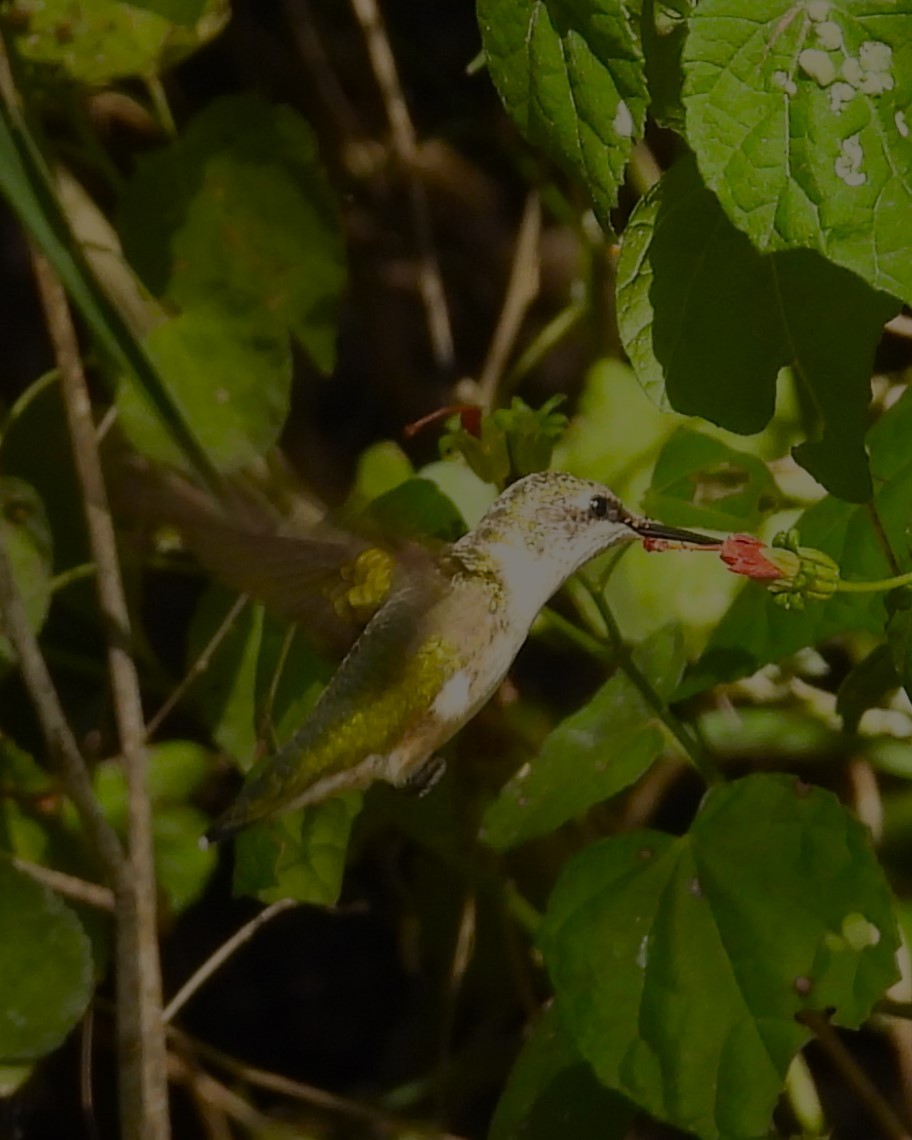 Ruby-throated Hummingbird - ML619844018