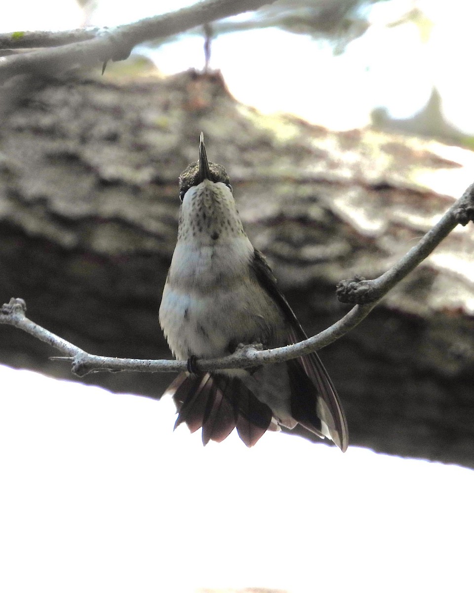 Ruby-throated Hummingbird - ML619844019