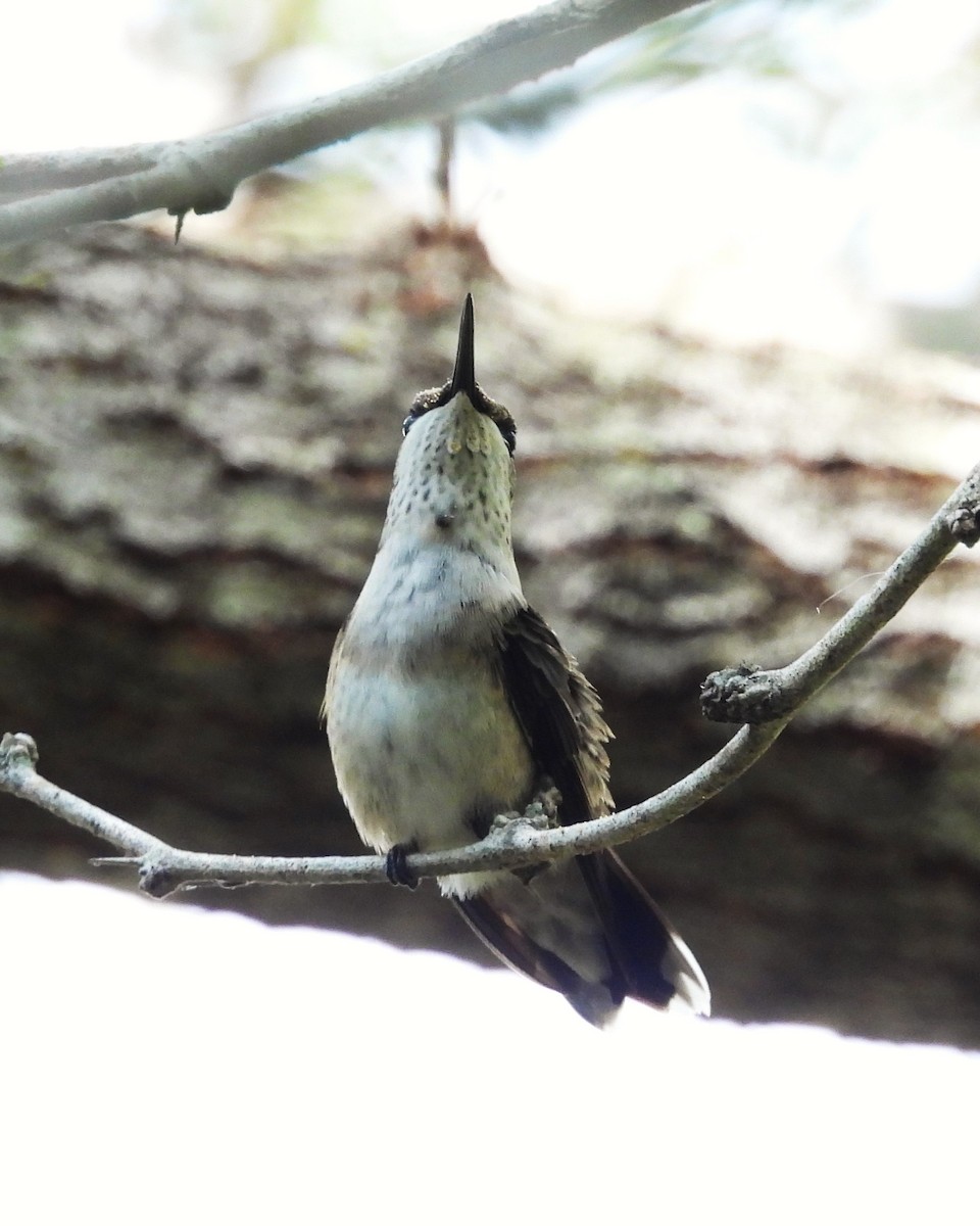 Ruby-throated Hummingbird - Nick Komar