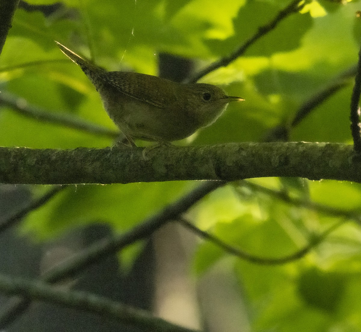 House Wren - ML619844028