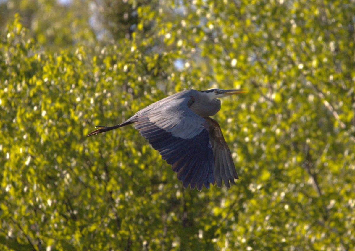 Great Blue Heron - ML619844037