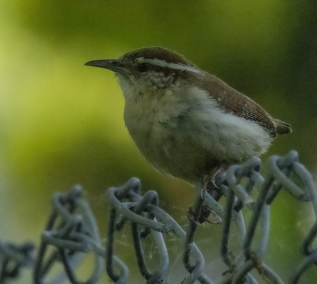 Carolina Wren - Ed kendall