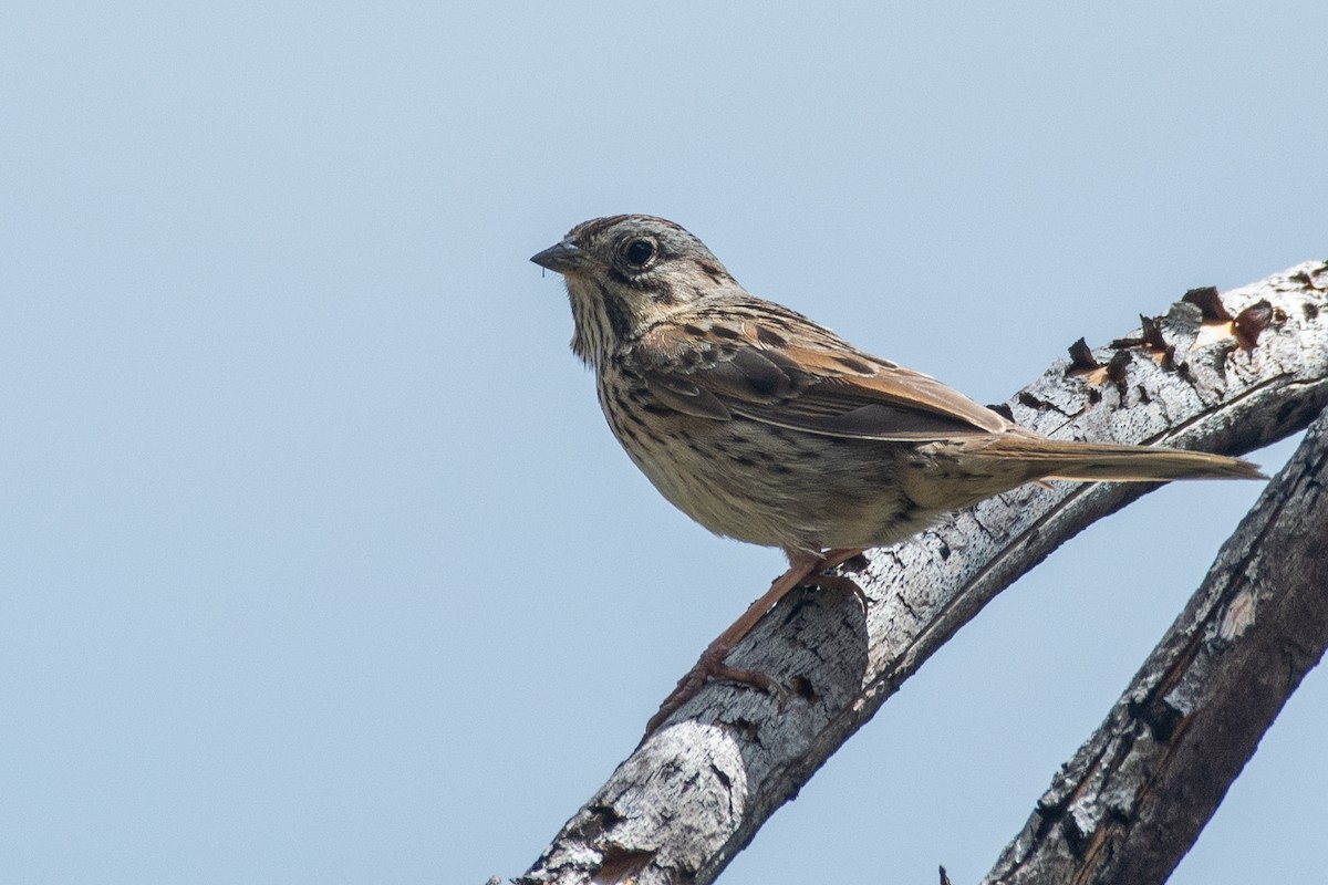 Lincoln's Sparrow - ML619844042