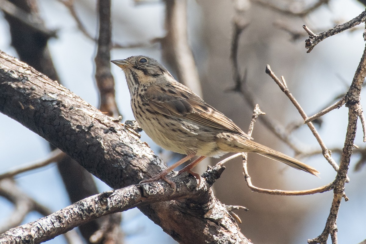 Lincoln's Sparrow - ML619844043