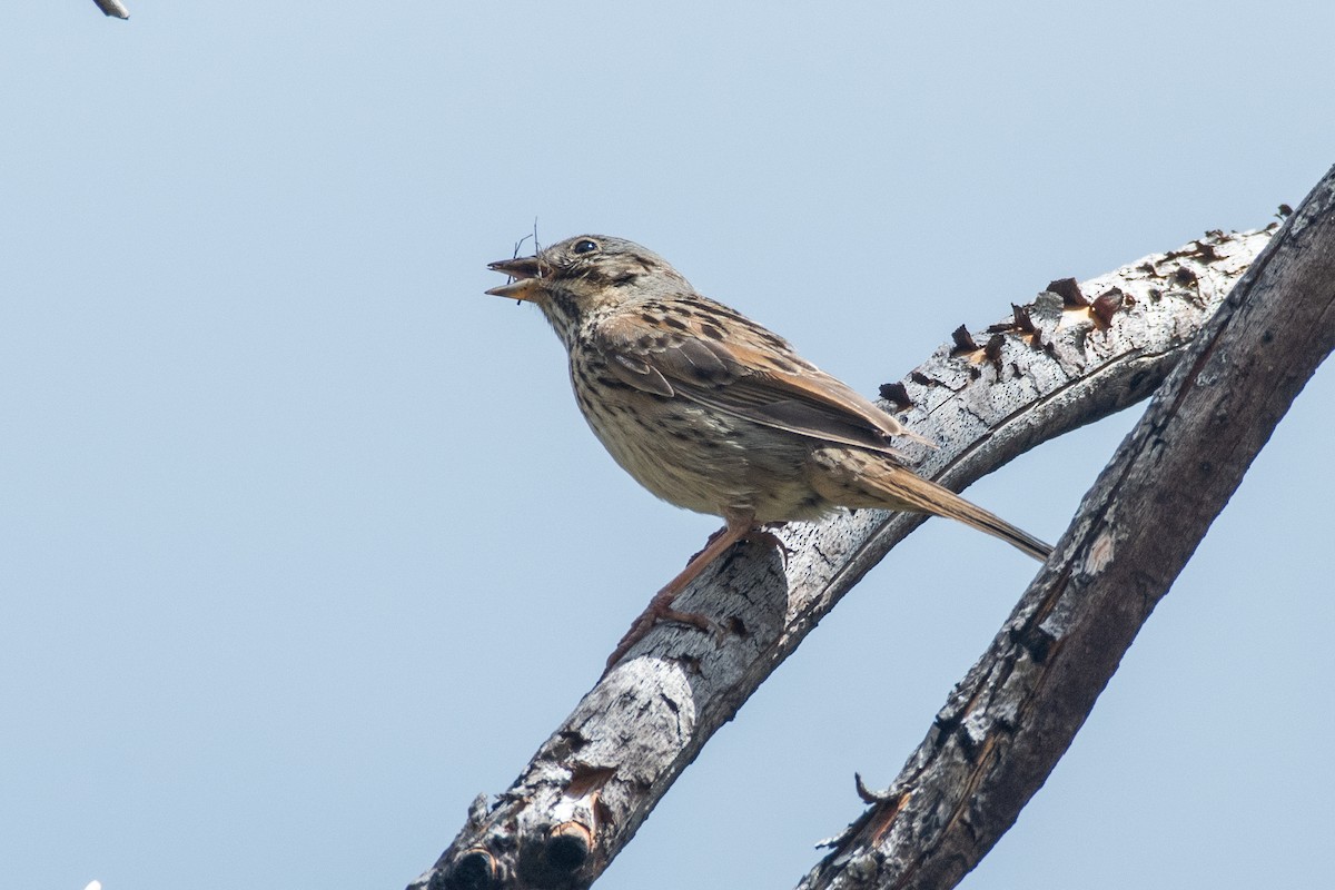 Lincoln's Sparrow - ML619844044