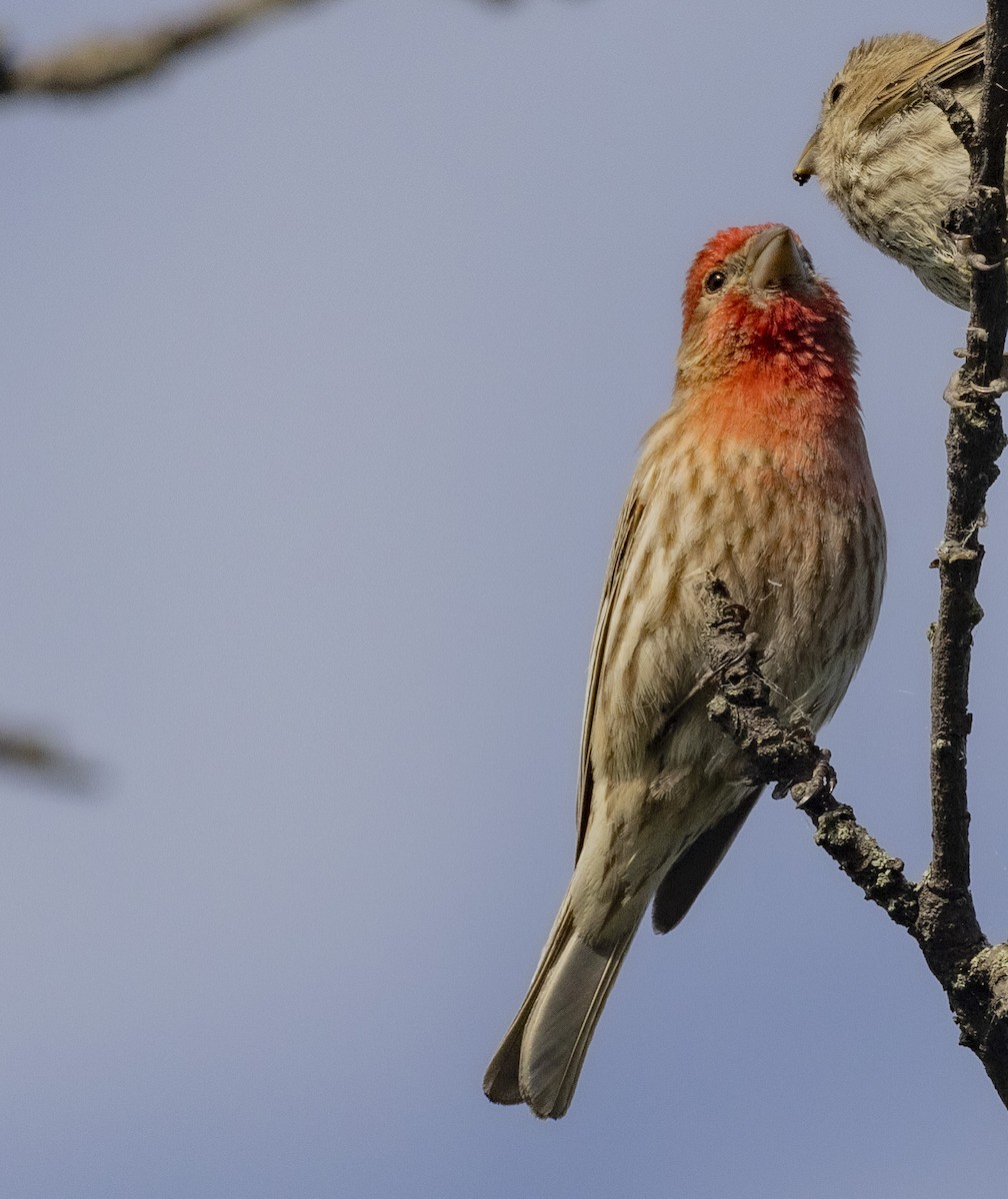 House Finch - ML619844046