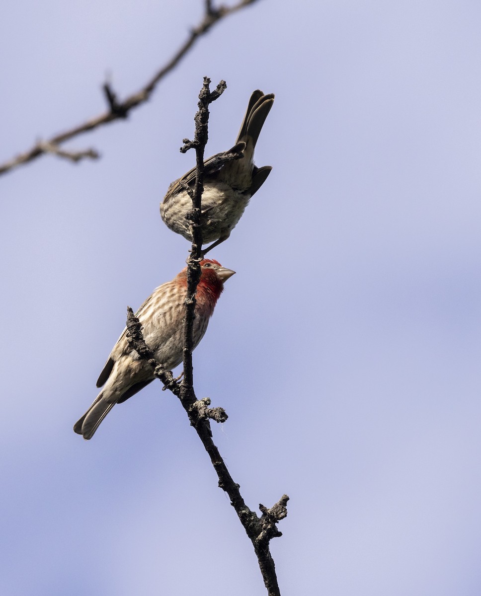 House Finch - ML619844048