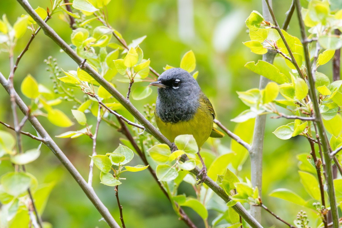 MacGillivray's Warbler - ML619844052